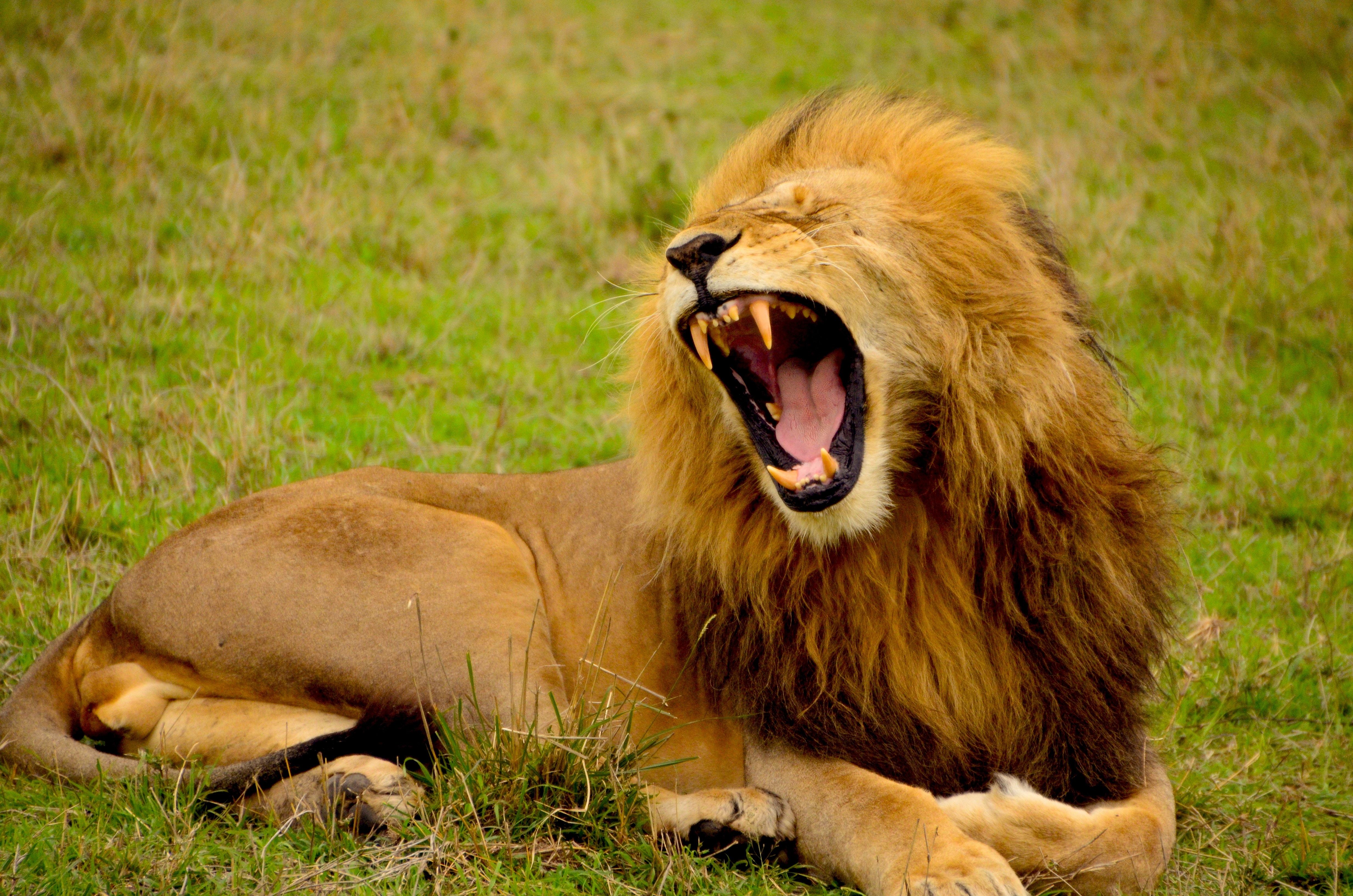 Smith lion